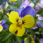 viola – yellow/violet