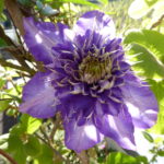 clematis – middle-aged, vineyard