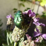 lavender – with sparkling visitor